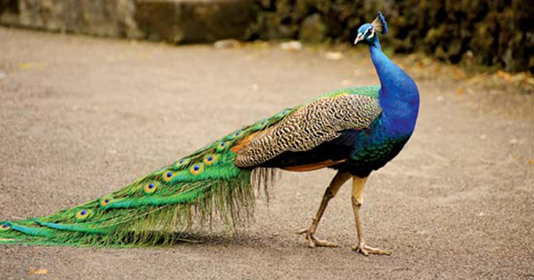 Goa government proposes to tag peacock,wild bison as nuisance animals 